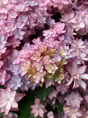 鹿島神社の自然
