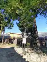 白山神社(松河戸町)の自然