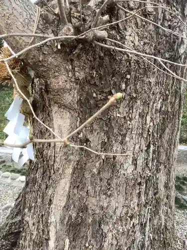 堤治神社の自然