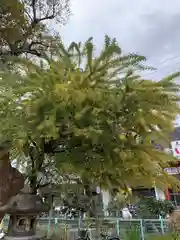 尼崎えびす神社の自然