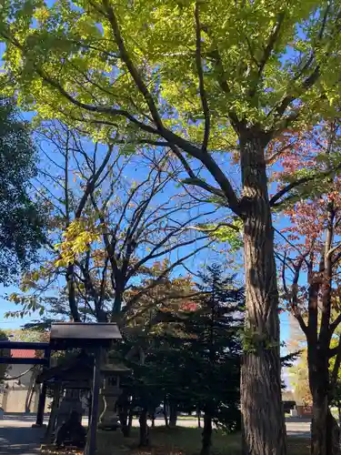 大麻神社の自然