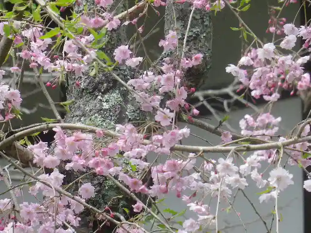 浄光明寺の自然