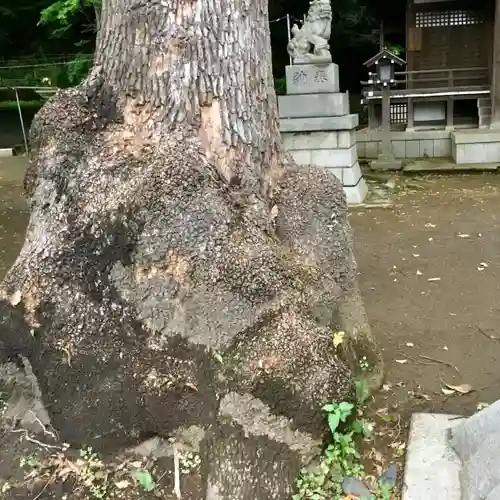 熊野神社の自然