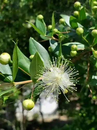 沙沙貴神社の自然