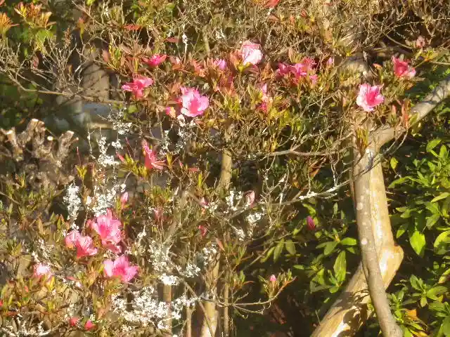 浄光明寺の自然