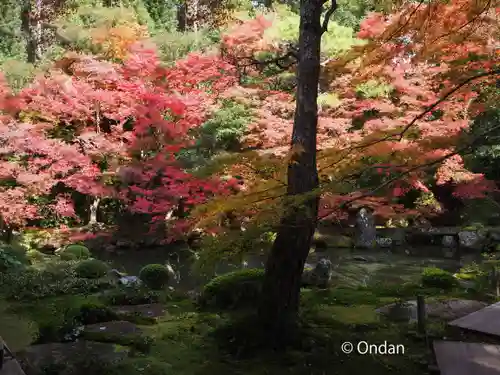 蓮華寺（洛北蓮華寺）の庭園