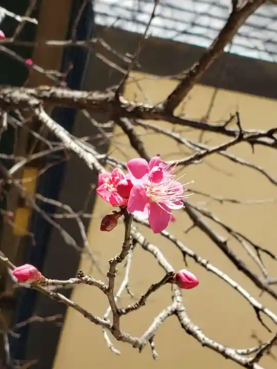 東郷神社の自然