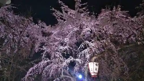 平野神社の自然