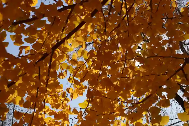 下野國一社八幡宮(栃木県)