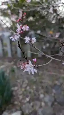 平野神社(京都府)