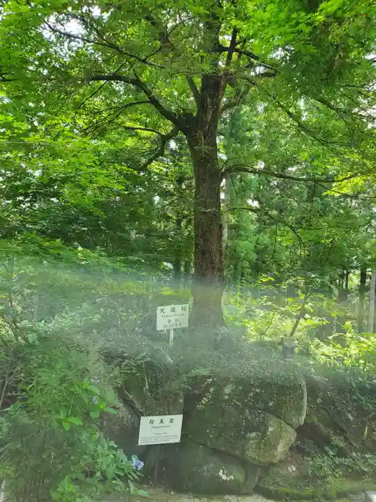 石都々古和気神社の自然