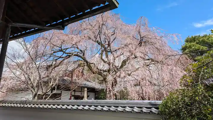 本満寺(本願満足寺)(京都府)