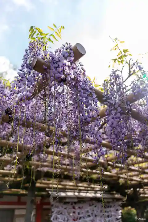 春日大社(奈良県)