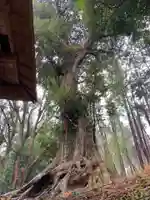 浅間神社の自然