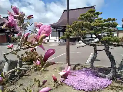 雨竜　専福寺(北海道)