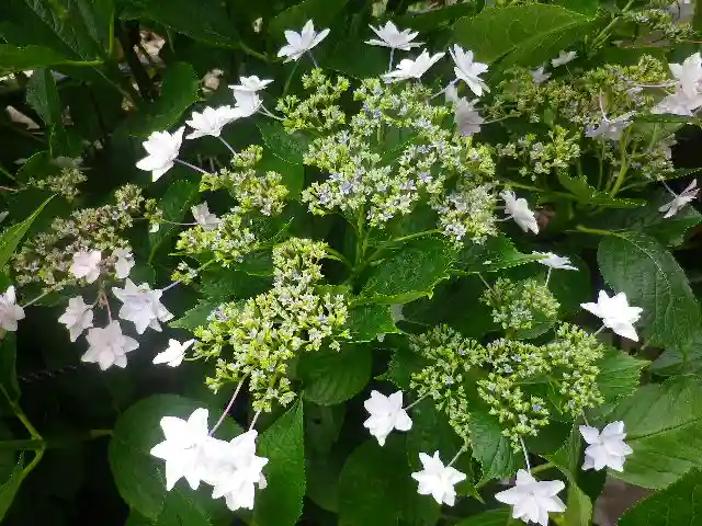 御霊神社の自然