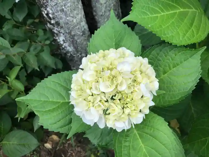 境香取神社の自然