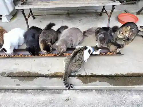 御誕生寺（猫寺）(福井県)