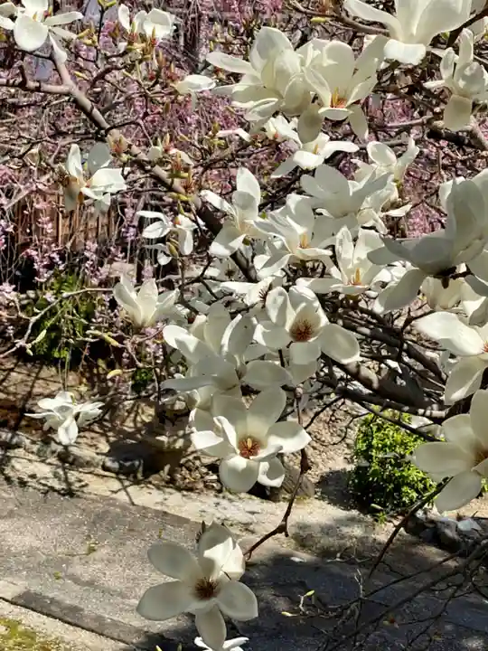 妙蓮寺(京都府)