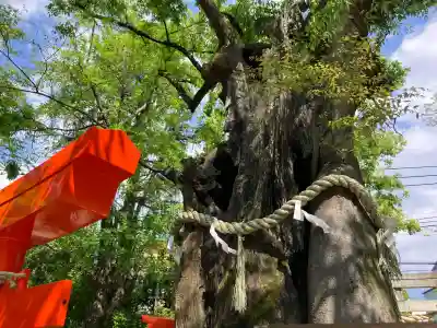 新田神社の{uncategorized: "未分類", other: "その他", undefined: "問題あり", building: "その他建物", grave: "お墓", sacred_gate: "鳥居", guardian: "狛犬", statue: "像", buddha: "仏像", history: "歴史", nature: "自然", garden: "庭園", animal: "動物", pagoda: "塔", temizu: "手水舎", mountain_gate: "山門・神門", sanctuary: "本殿・本堂", subordinate: "末社・摂社", art: "芸術", scenery: "景色", jizo: "地蔵", ema: "絵馬", goshuin: "御朱印", omikuji: "おみくじ", items: "授与品その他", amulet: "お守り", goshuincho: "御朱印帳", eats: "食事", festival: "お祭り", votive_dance: "神楽", shichigosan: "七五三参", wedding: "結婚式", experience: "体験その他", initially: "初詣", around: "周辺", anti_infection: "感染症対策"}