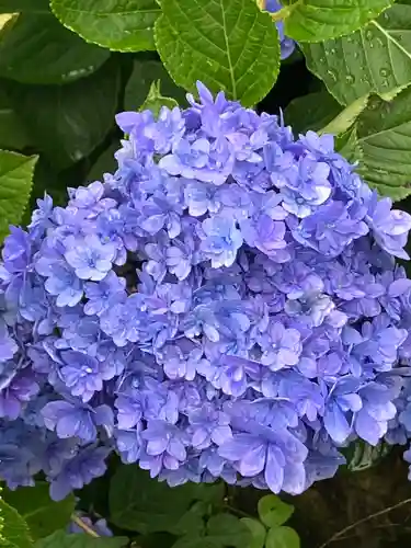 大山祇神社の自然