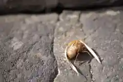 上野国一社八幡八幡宮の動物