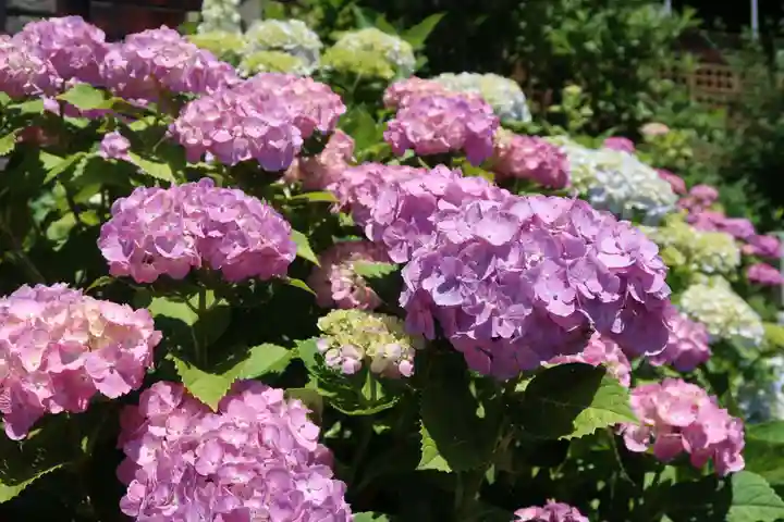 大善院(観蓮寺大善院)の自然