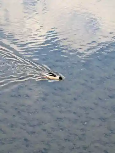 賀茂別雷神社（上賀茂神社）の{uncategorized: "未分類", other: "その他", undefined: "問題あり", building: "その他建物", grave: "お墓", sacred_gate: "鳥居", guardian: "狛犬", statue: "像", buddha: "仏像", history: "歴史", nature: "自然", garden: "庭園", animal: "動物", pagoda: "塔", temizu: "手水舎", mountain_gate: "山門・神門", sanctuary: "本殿・本堂", subordinate: "末社・摂社", art: "芸術", scenery: "景色", jizo: "地蔵", ema: "絵馬", goshuin: "御朱印", omikuji: "おみくじ", items: "授与品その他", amulet: "お守り", goshuincho: "御朱印帳", eats: "食事", festival: "お祭り", votive_dance: "神楽", shichigosan: "七五三参", wedding: "結婚式", experience: "体験その他", initially: "初詣", around: "周辺", anti_infection: "感染症対策"}