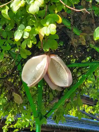 沙沙貴神社(滋賀県)
