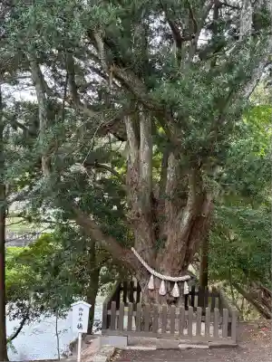 安房神社(千葉県)