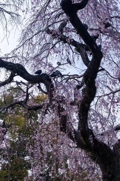 三嶋大社(静岡県)