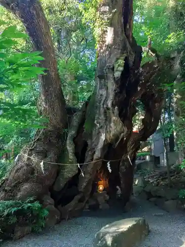 來宮神社(静岡県)