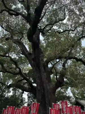 楠珺社（住吉大社末社）(大阪府)