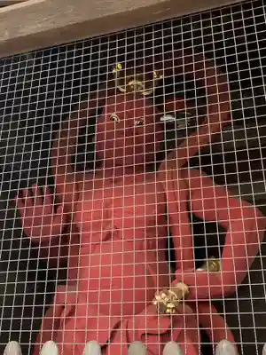 岩殿山安楽寺（吉見観音）(埼玉県)