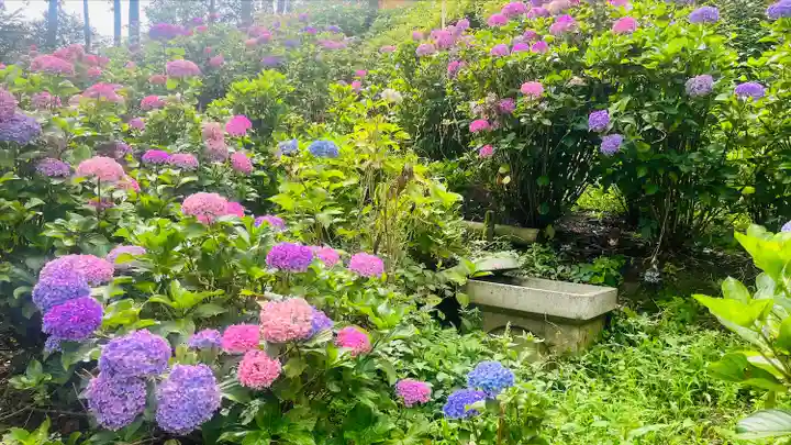 三室戸寺(京都府)