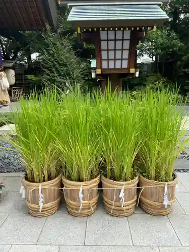 東京大神宮の自然