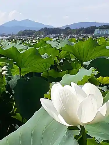 伏木香取神社の自然