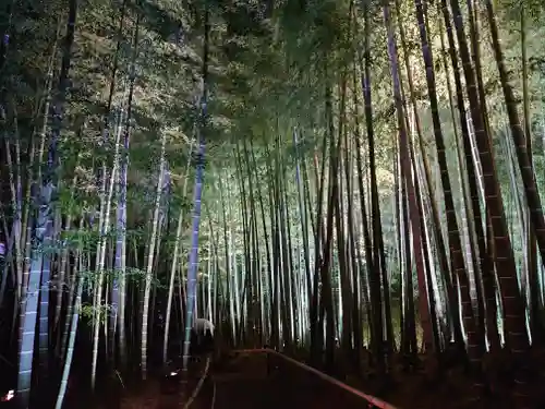 高台寺（高台寿聖禅寺・高臺寺）の自然