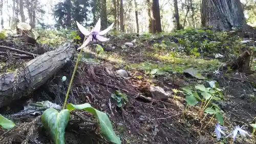 熊野神社の自然