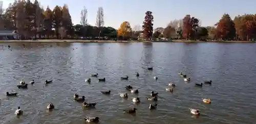 大下稲荷神社の動物