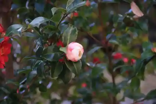 八幡神社の自然
