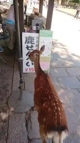 東大寺の動物