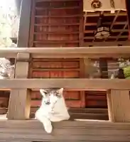 蔵前神社の動物