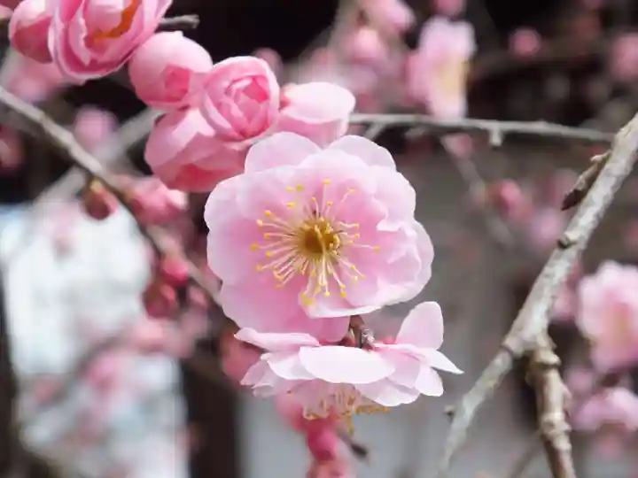 神戸神社の自然