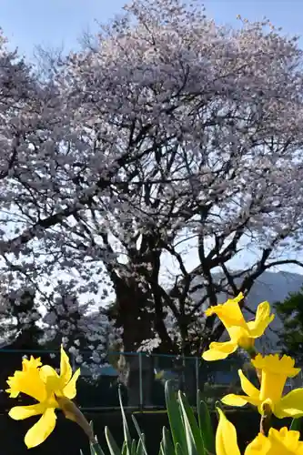 櫻井神社(新潟県)