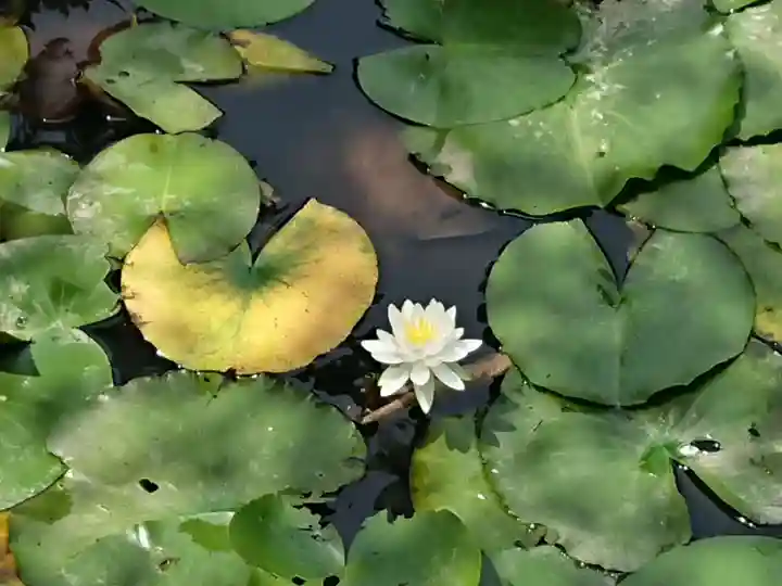 大樹寺(松安院大樹寺)(愛知県)