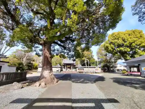 日吉浅間神社(静岡県)