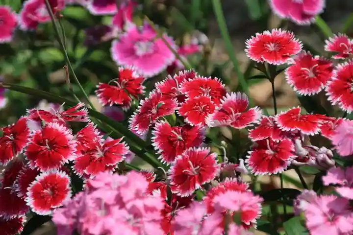 神炊館神社 ⁂奥州須賀川総鎮守⁂の庭園
