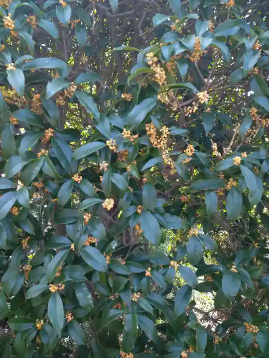 木華佐久耶比咩神社の自然