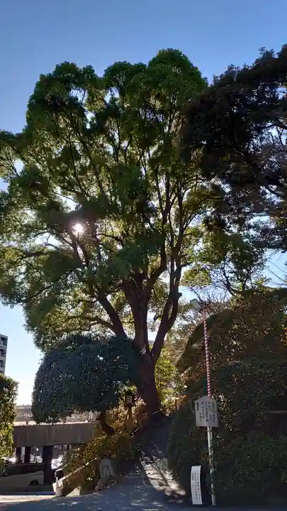 伊勢山皇大神宮(神奈川県)